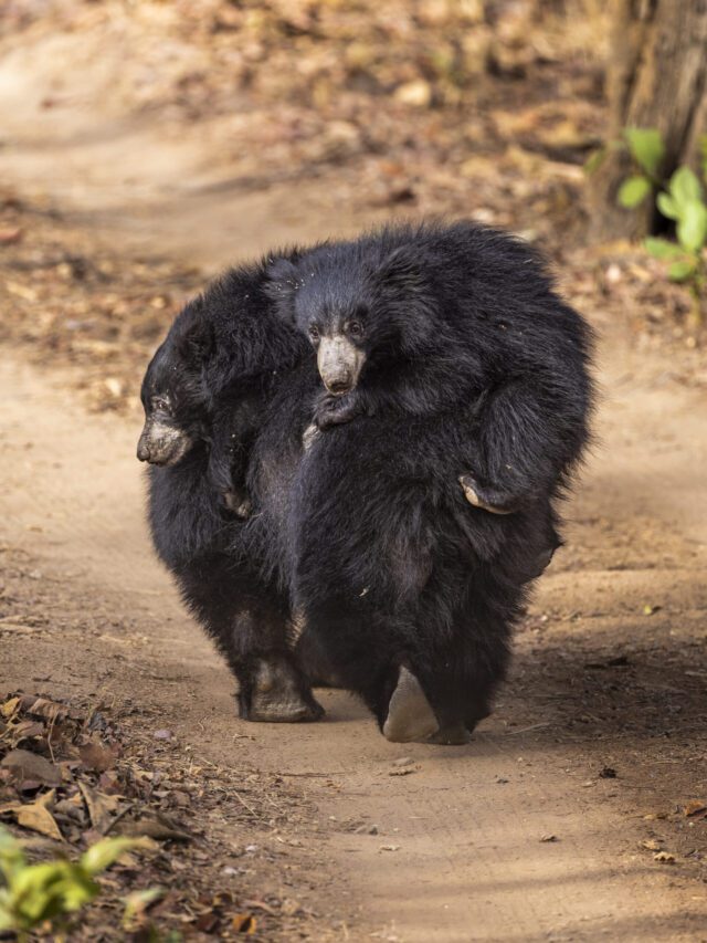 Best Places to see Sloth Bears in India Pugdundee Safaris blog