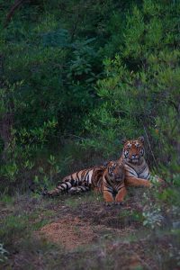 Tigress in Tadoba