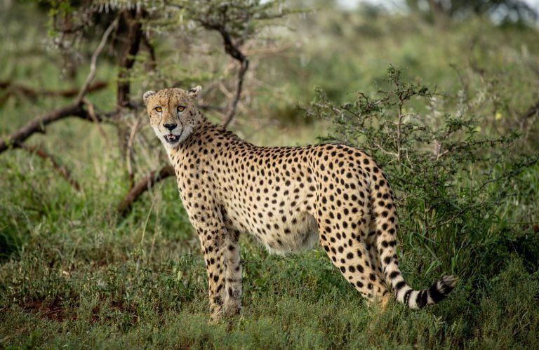 african cheetah | Pugdundee Safaris blog