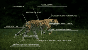 cheetah body features