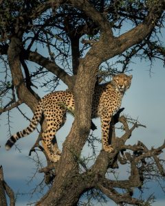 cheetah on tree