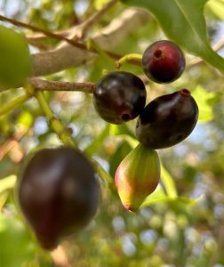 seasonal fruits in jungles