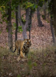 Bajrang (male)