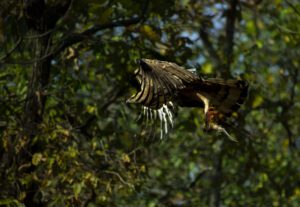 Crested Hawk Eagle with kill