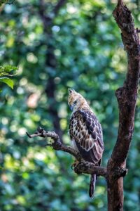 Crested hawk-eagle (Nisaetus cirrhatus)