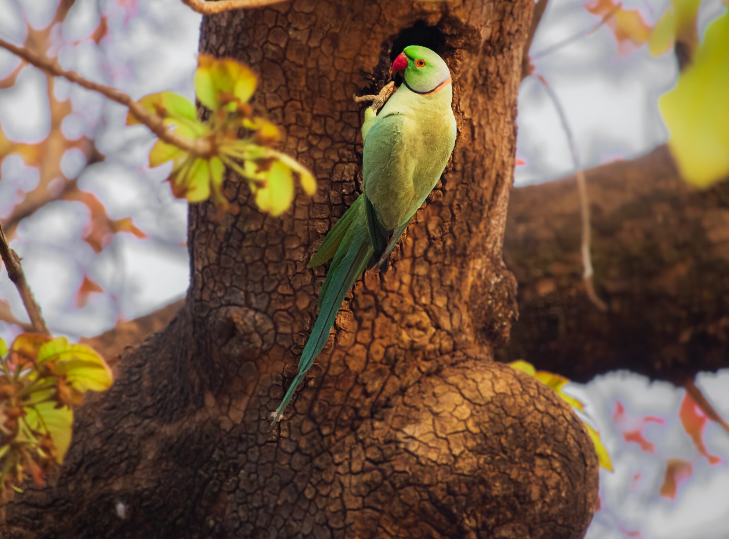 parakeets in india