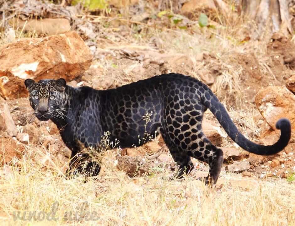 https://www.pugdundeesafaris.com/blog/wp-content/uploads/2023/10/Black-leopards-in-Tadoba.jpeg