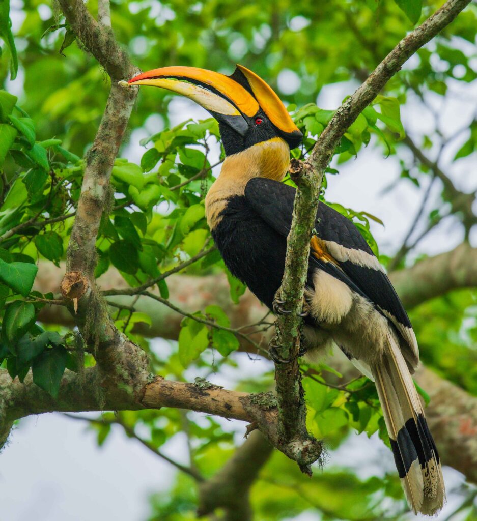 great indian hornbill