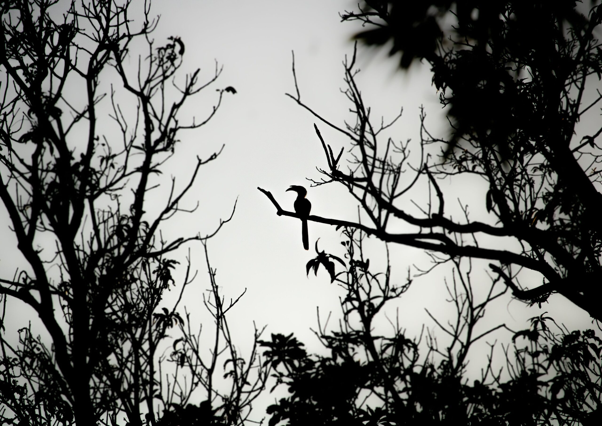 Hornbills in India | Majestic Hornbills of India