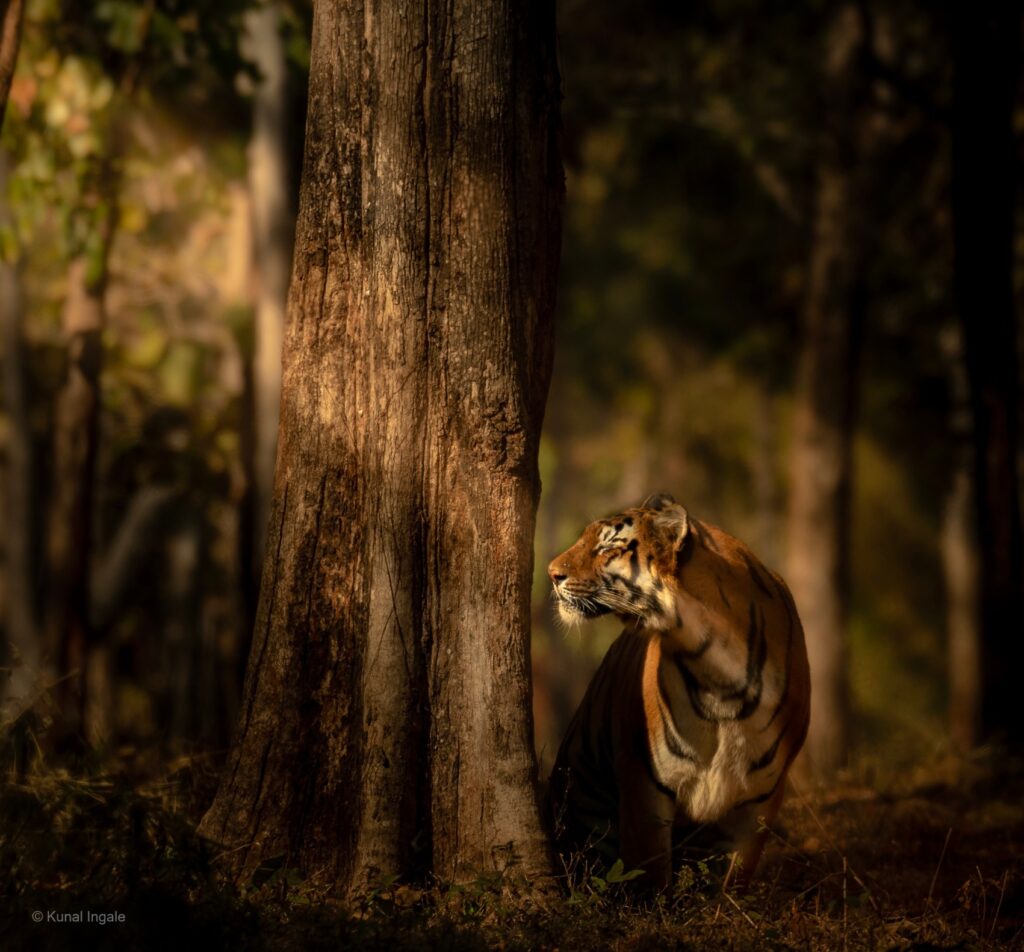 tigers in india