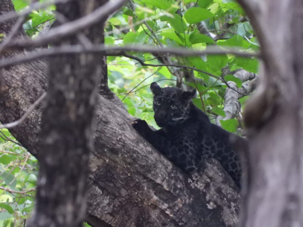 black leopard in pench