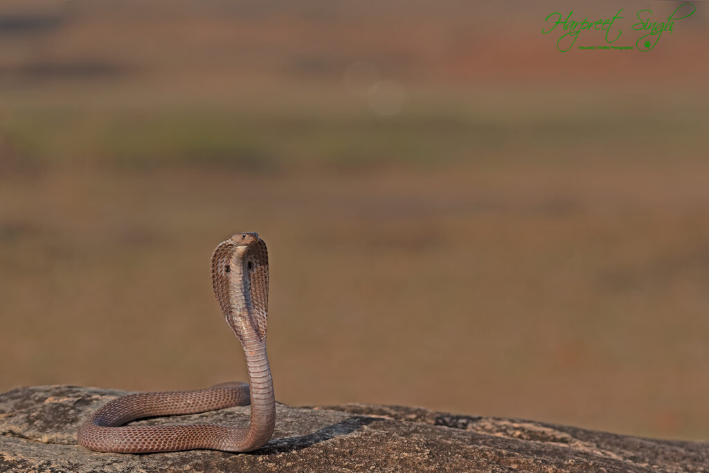 cobra on the rock 