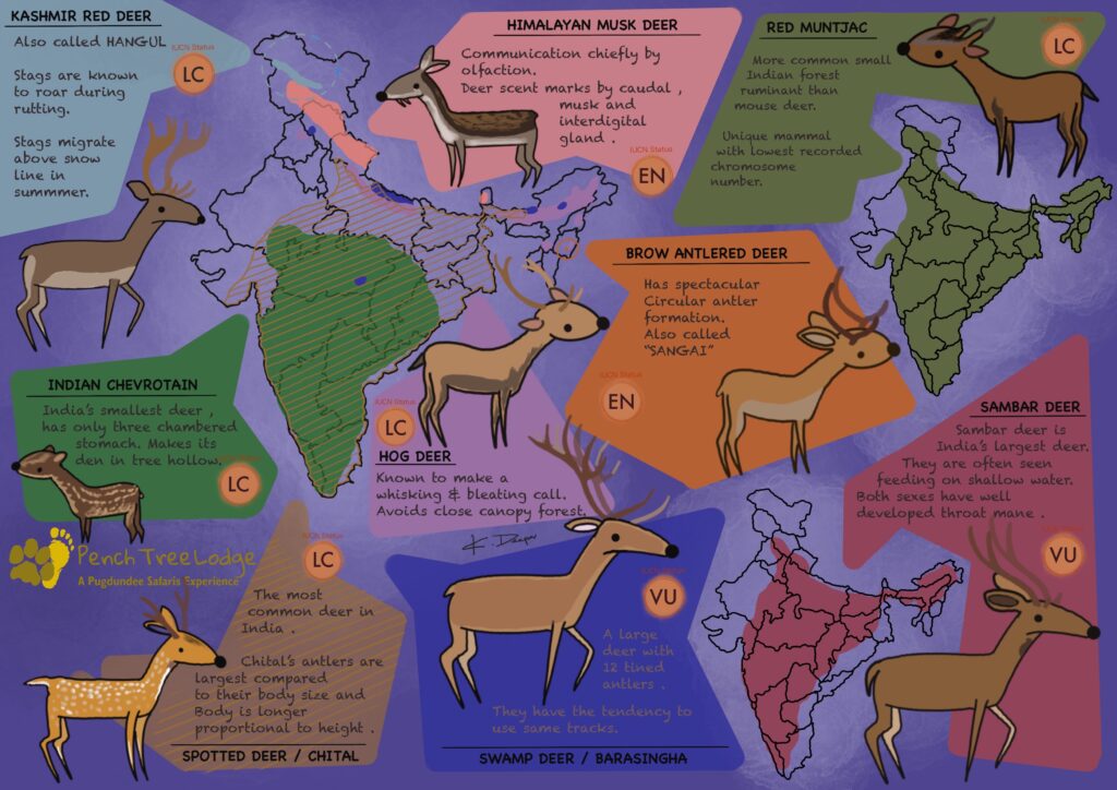 deer in india