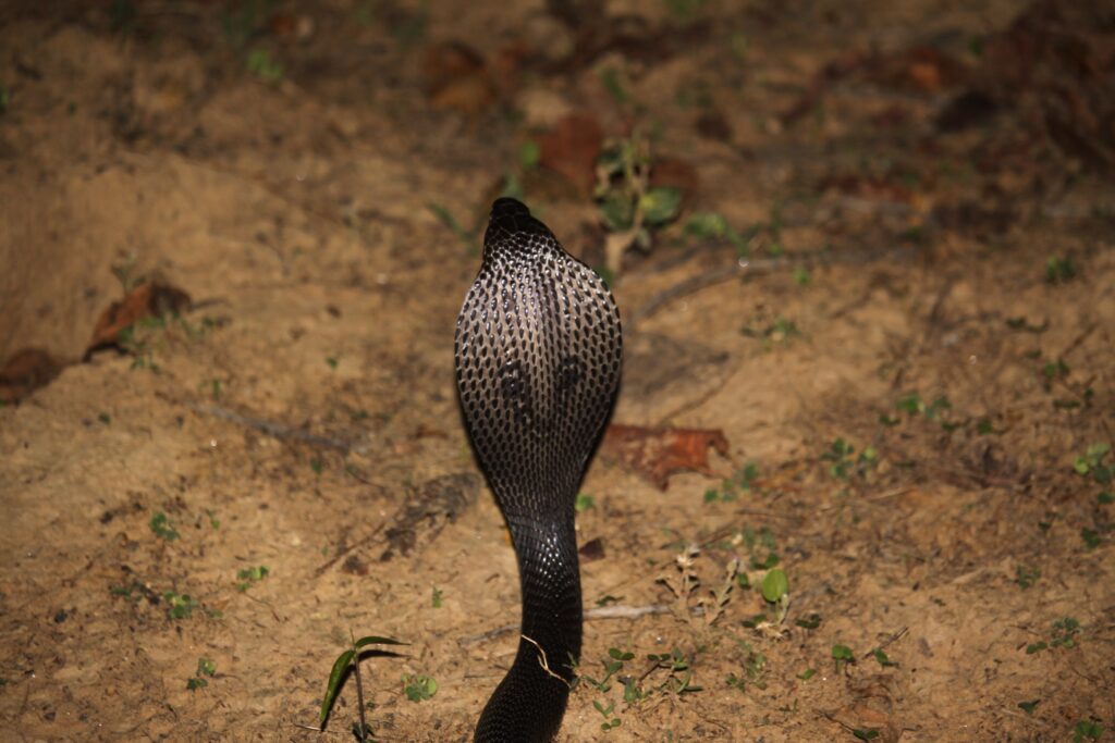 black indian cobra