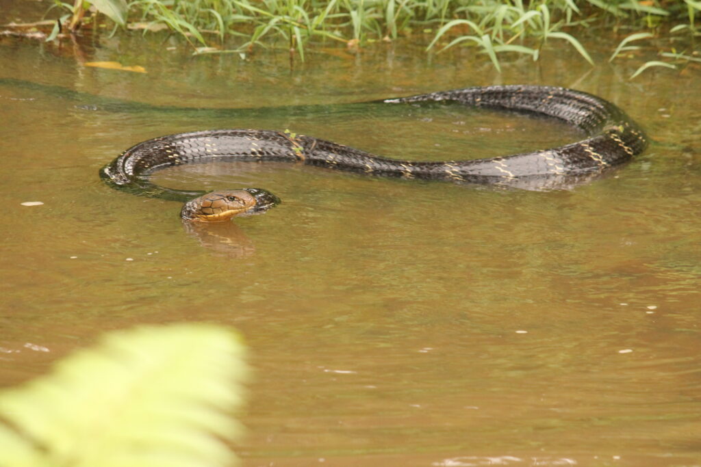 cobra snake in water 