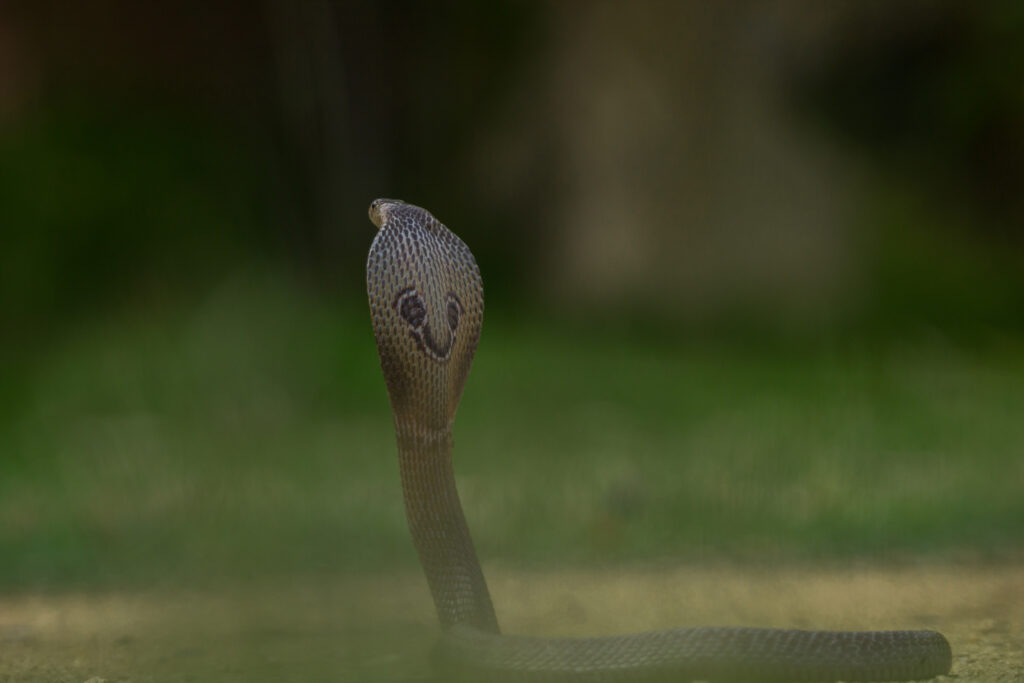 cobra-snake-in-india-different-types-of-cobra-snake