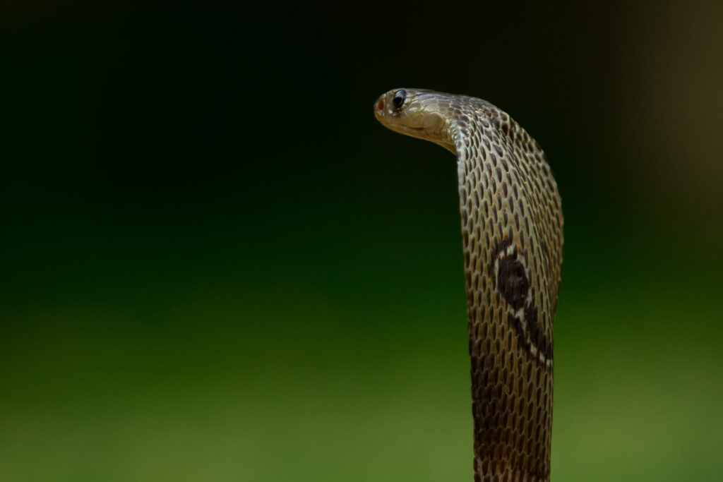 cobra snake