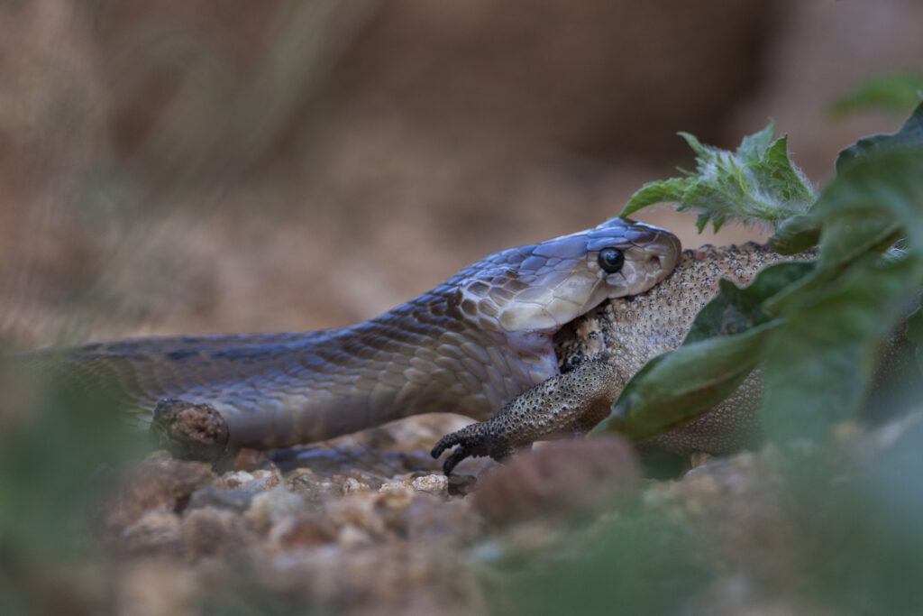 cobra eating frog 