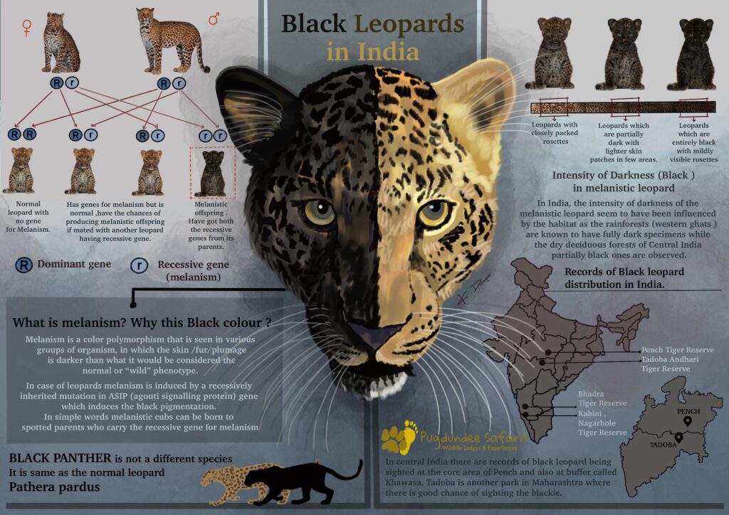 black leopards in india