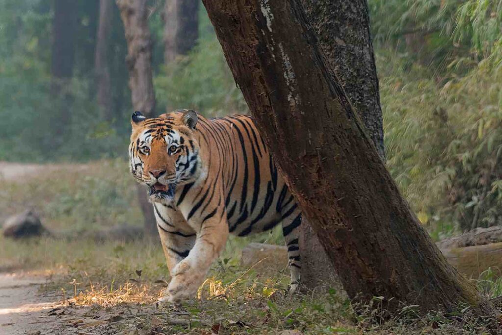 tiger in panna