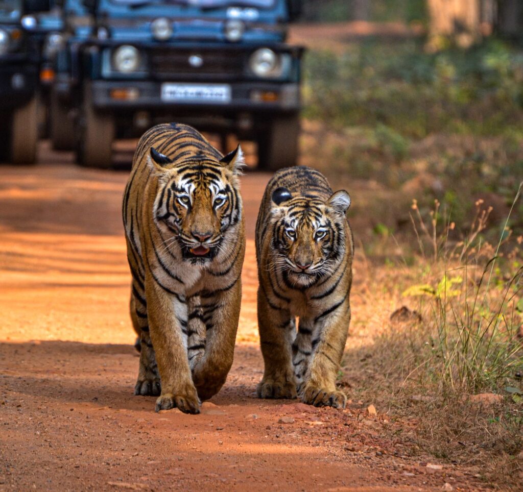 roma with cub in tadoba