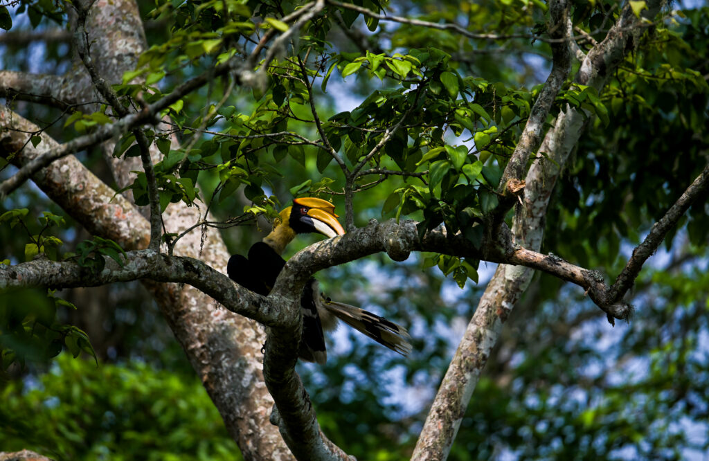 hornbills in india