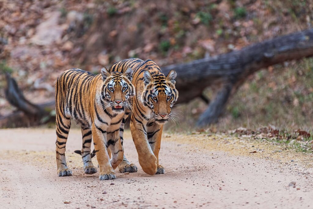 neelam tigress cubs in kanha