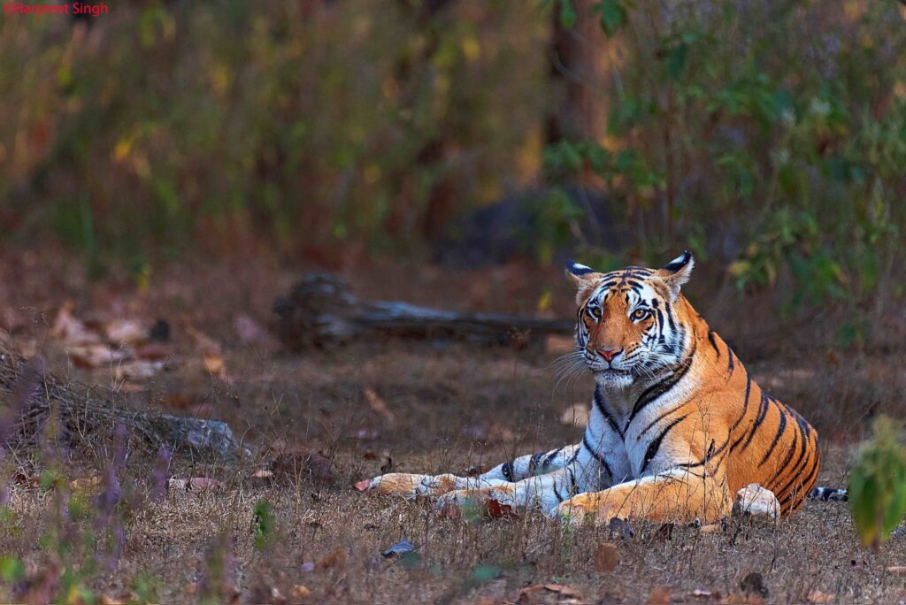 tiger in jim corbett