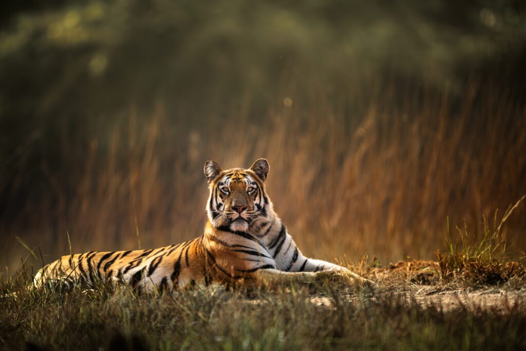 tigers in india