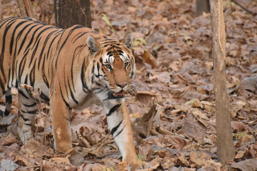 swastik1 tiger in pench