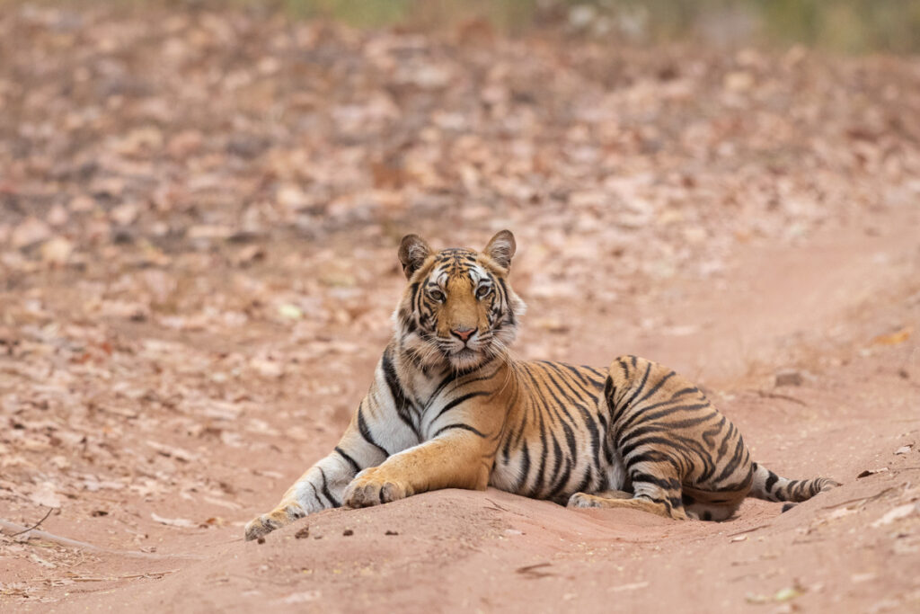 tiger in bandhavgarh