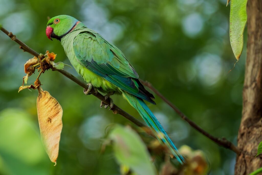 Ringed Parakeet