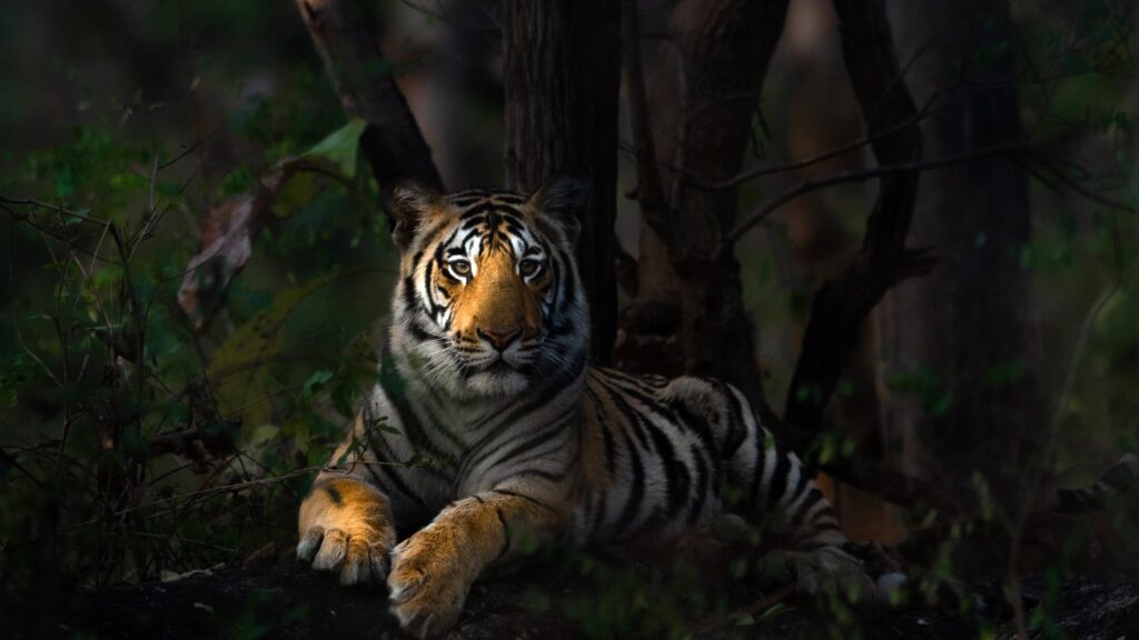 tigers of pench