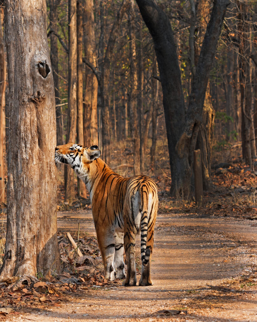 Best Walking Trails Vulture point from Panna National Parks of Madhya Pradesh