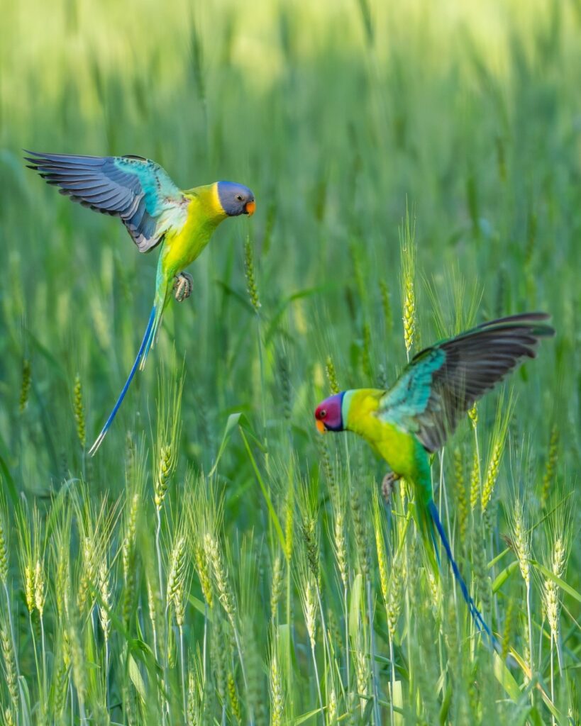 Plum-Headed Parakeet