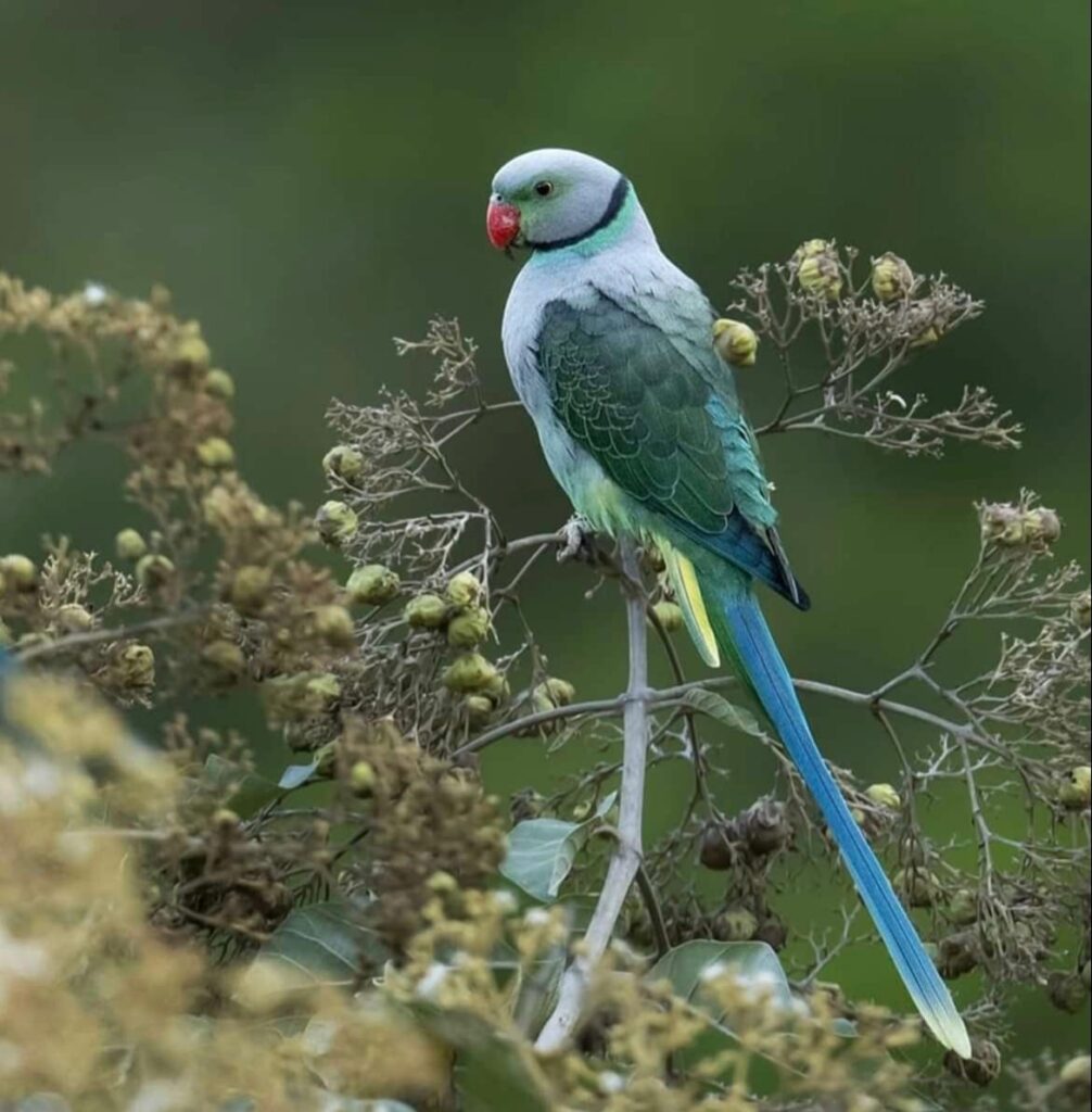 Malabar Parakeet