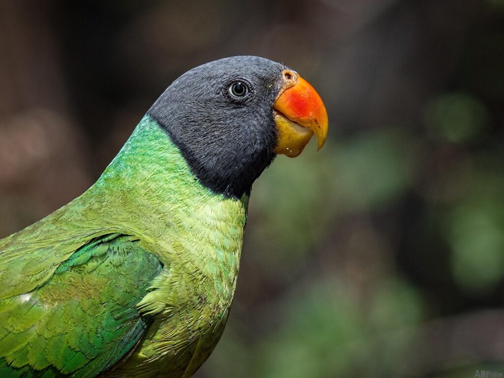 Slaty-Headed Parakeet