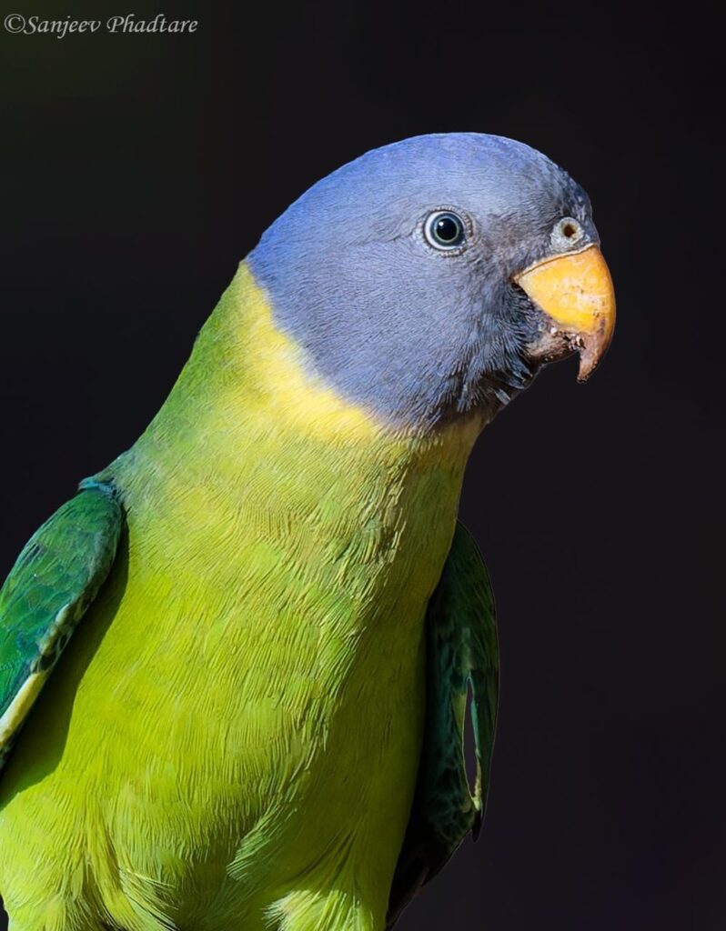 Gray-Headed Parakeet