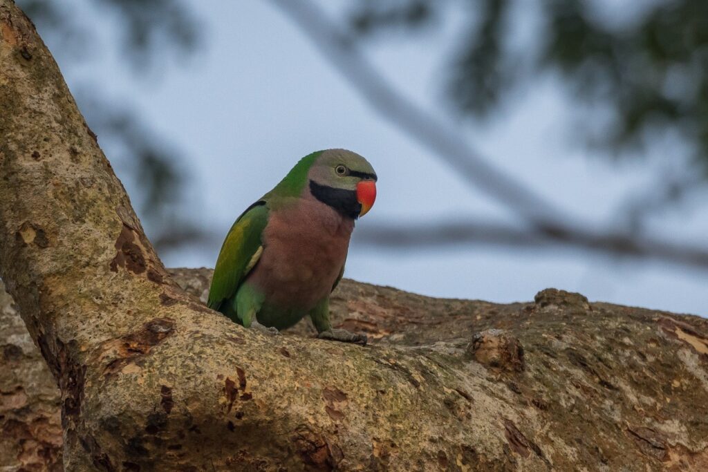 Red-Breasted Parakeet