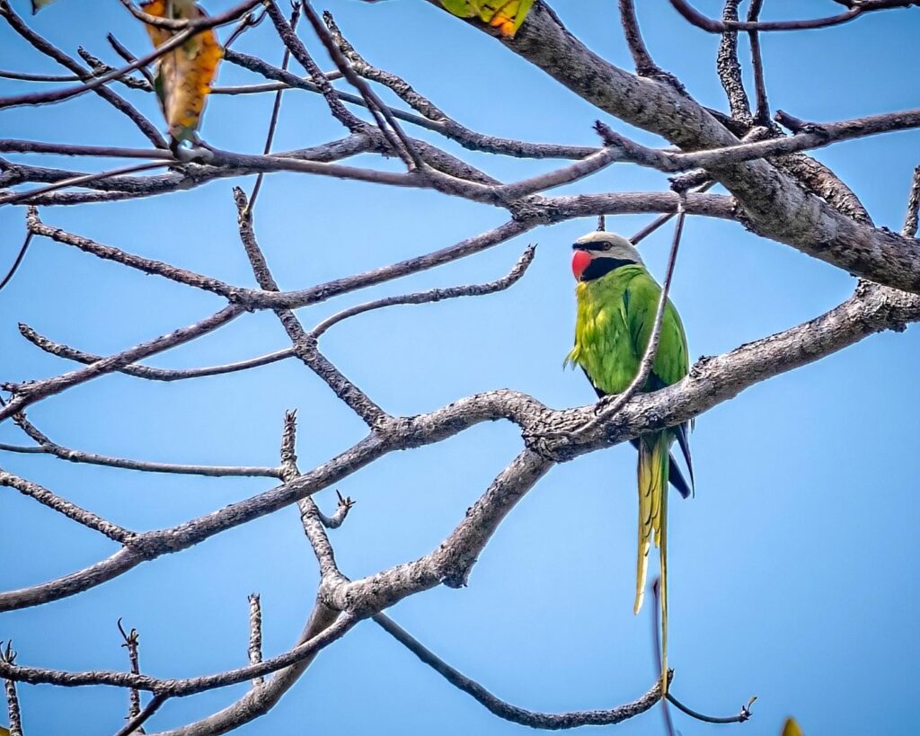 Nicobar Parakeet