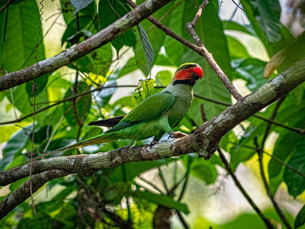 Long-Tailed Parakeet