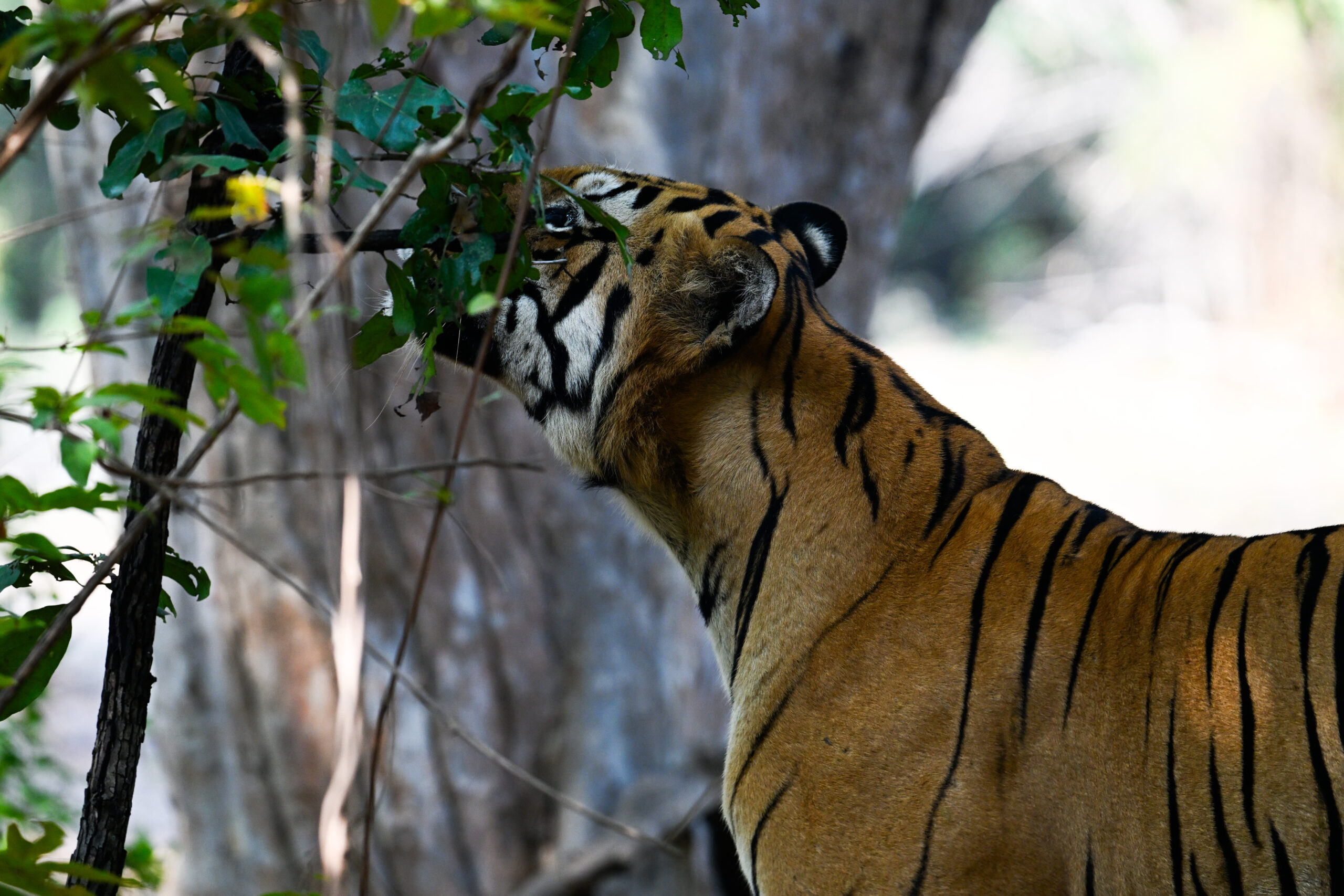 Communication in Tigers