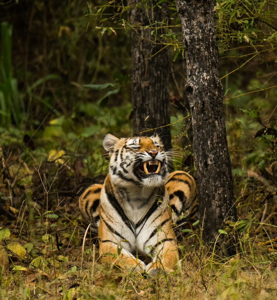 TYPES OF Tiger Sounds and Their Meanings