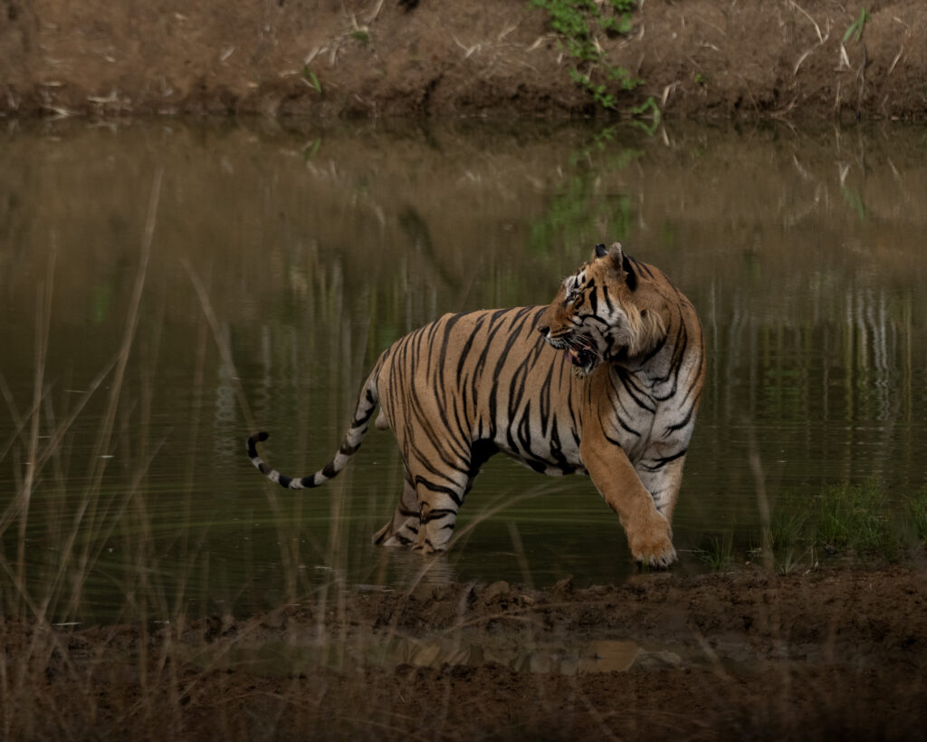 Communication in Tigers