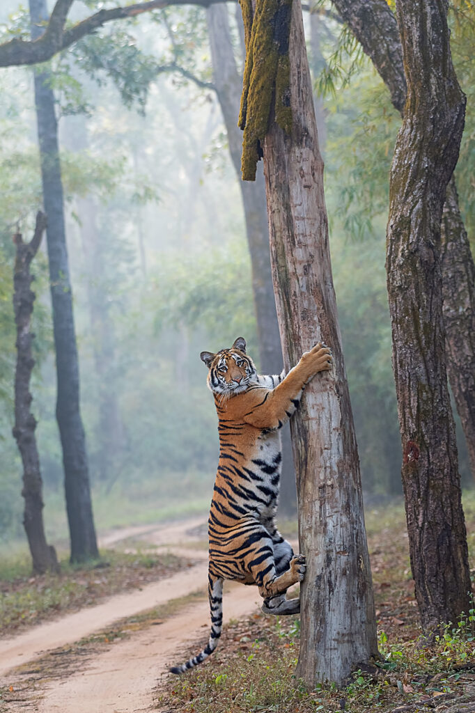 Tigers climb trees