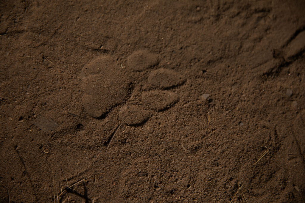 Tiger footprints