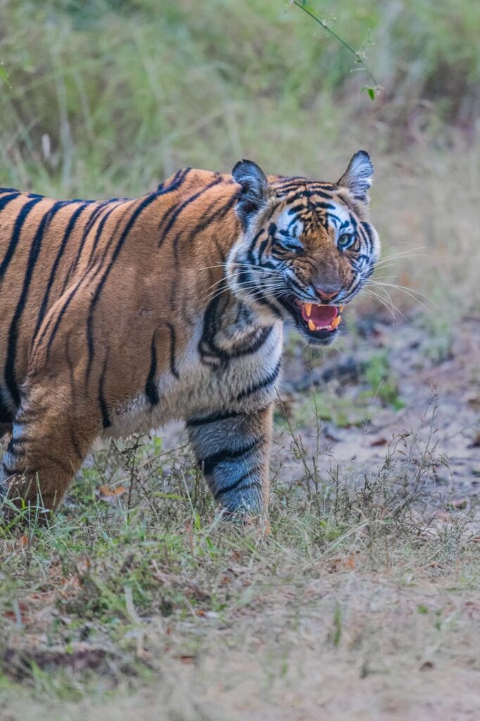 TYPES OF Tiger Sounds 