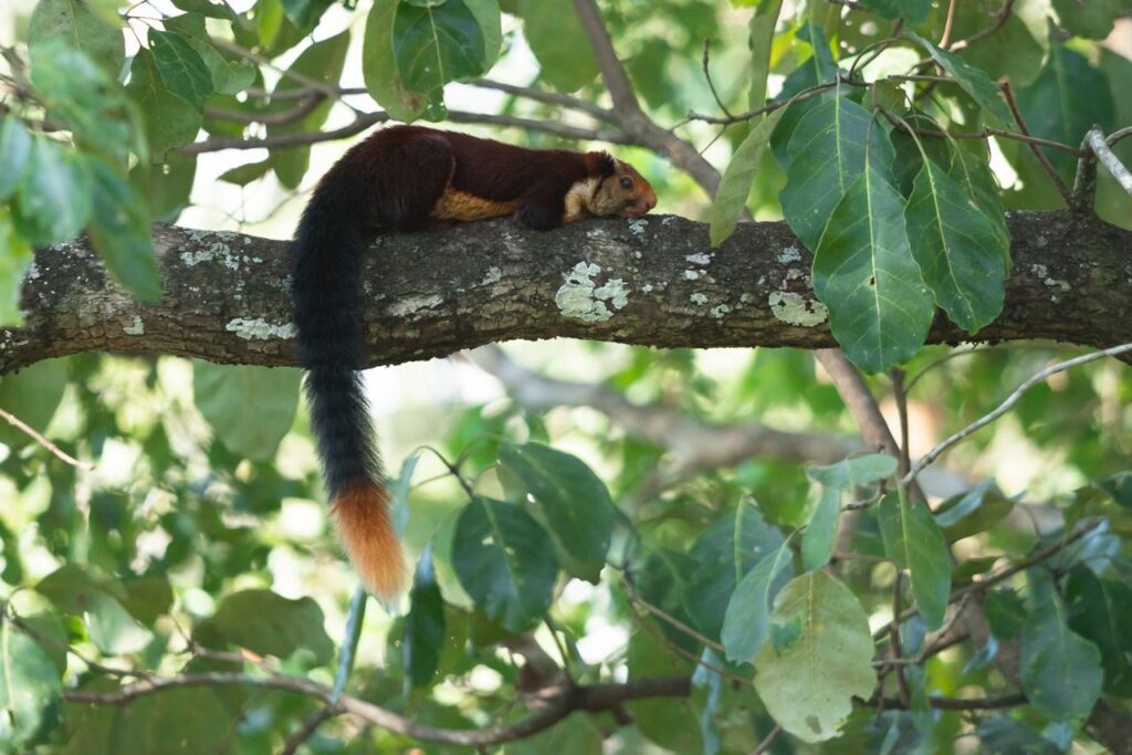 Indian Giant Squirrel (Ratufa indica)