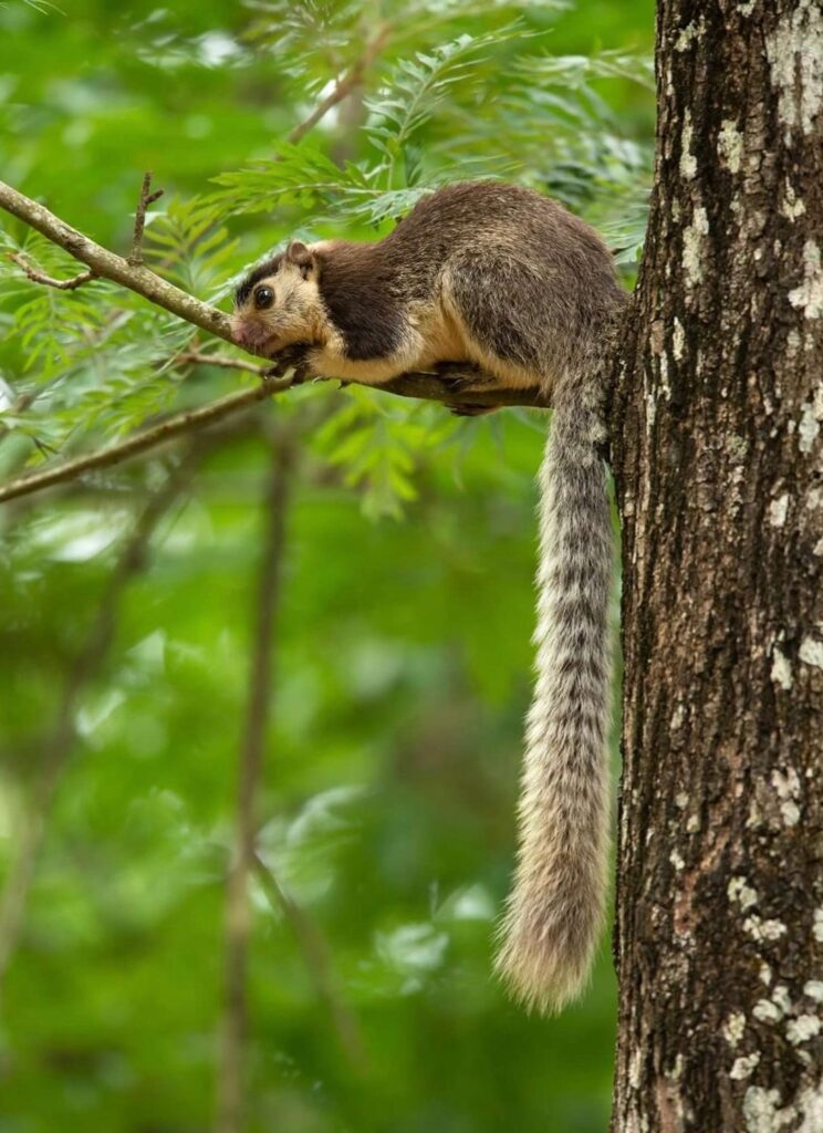 Grizzled Giant Squirrel (Ratufa macroura)