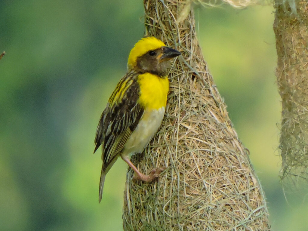 baya weaver birds 